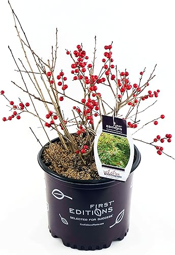 Vista 50 de Ganadores probados - Ilex verticillata Berry Heavy Gold (Winterberry) Arbusto, bayas de oro, 3 - Contenedor