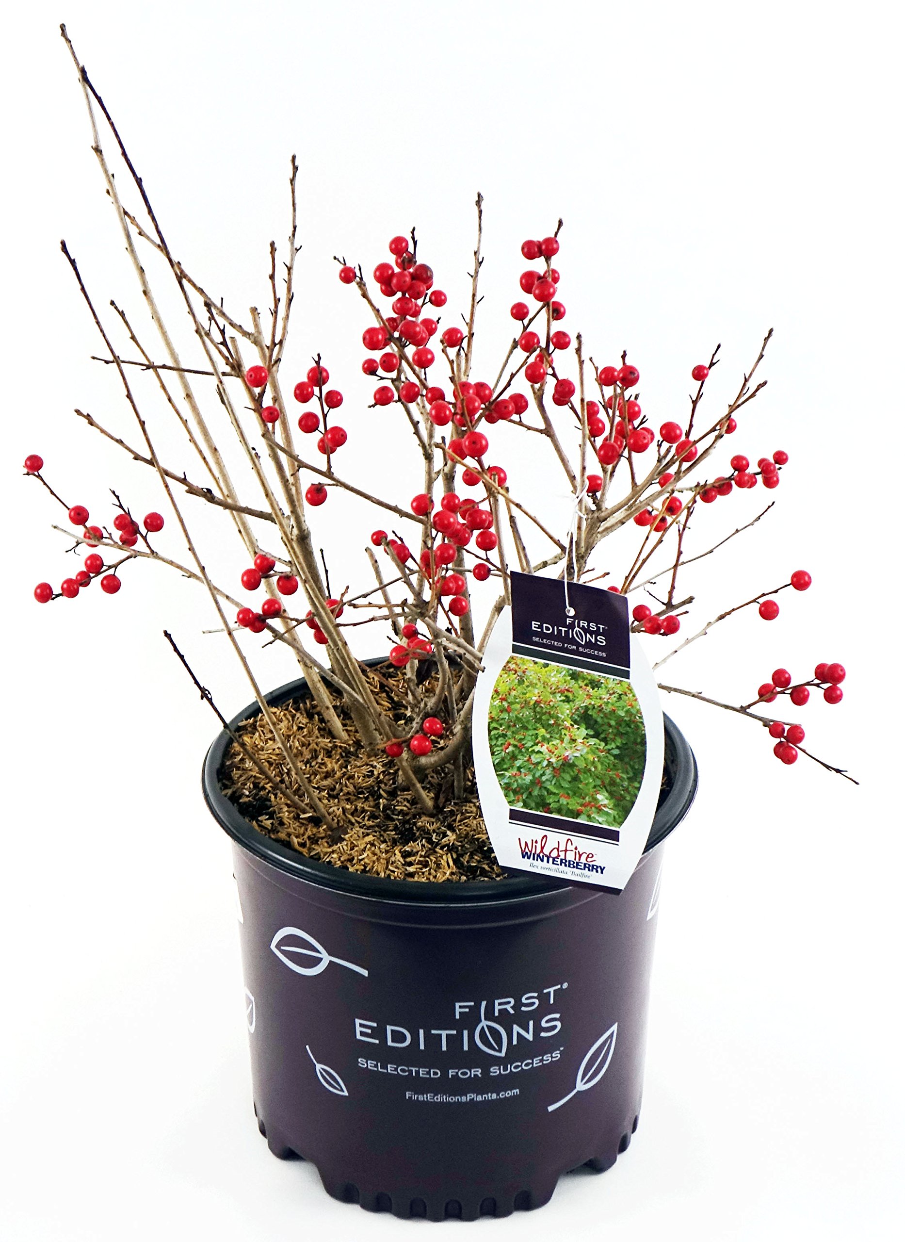 Amazon.com: First Editions - Ilex verticillata Wildfire