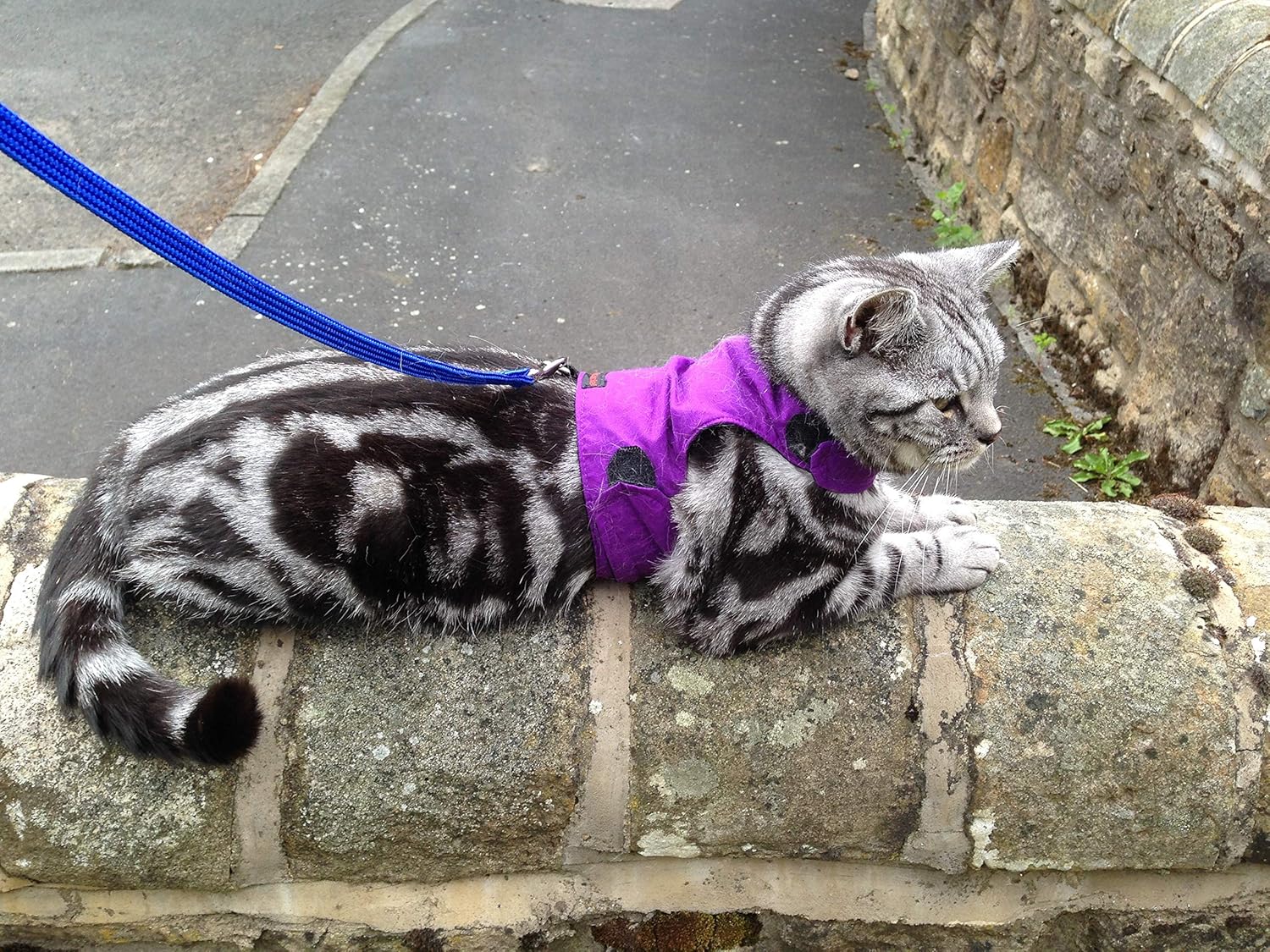 Mynwood Cat Jacket/Harness Purple Adult Cat