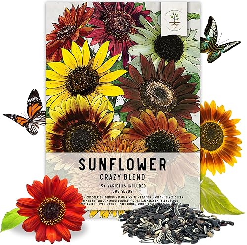 Seed Needs, Más de 500 semillas de girasol loco para plantar más de 15 variedades (Helianthus annuus) mezcla de reliquia, sin OMG y sin tratar,