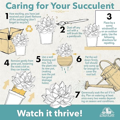 Miniatura 5 de Altman Plants, Sansevieria trifasciata Superba, planta interior totalmente enraizada en maceta, lengua de suegra, planta sansevieria, planta