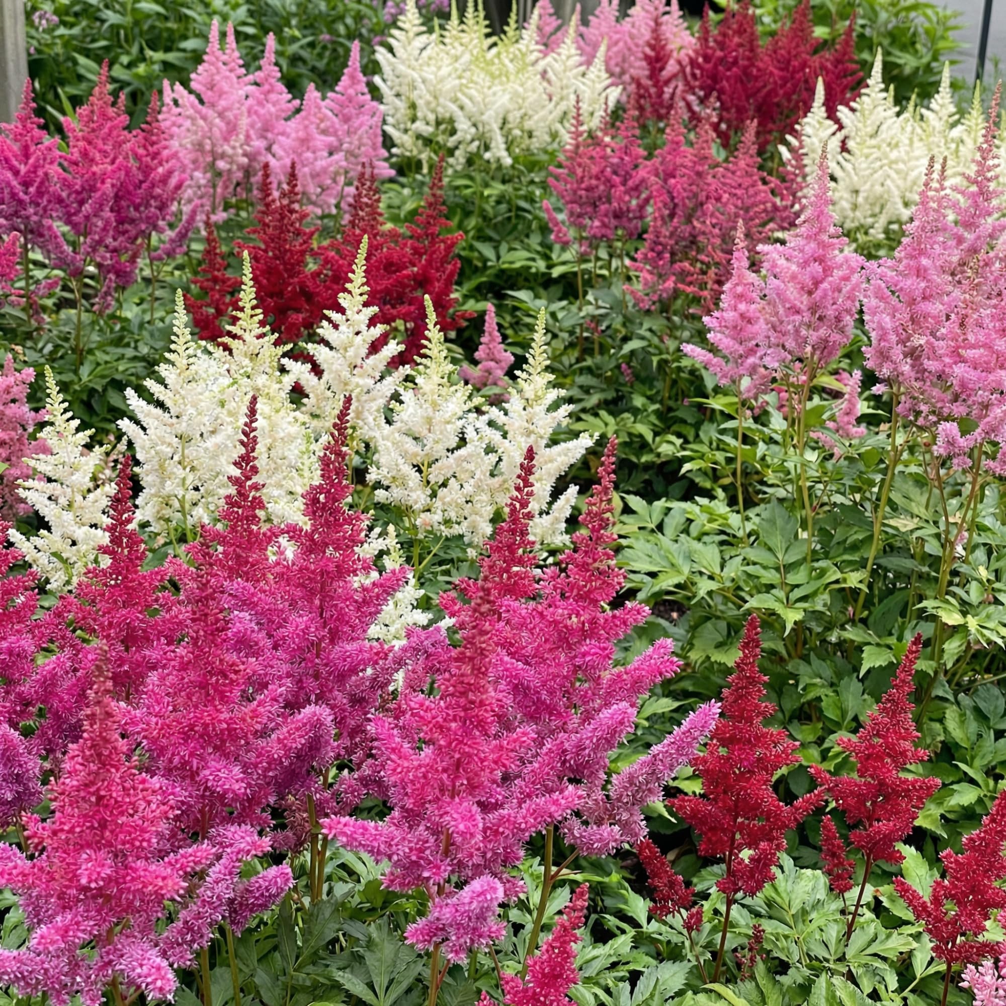 Astilbe à Planter - Collection Vivaces Rustiques - 10 Racines | Plantes Vivaces Exterieur, Naturelle Plantes de Hollande, Pour le jardin et le pot (pas de graines)