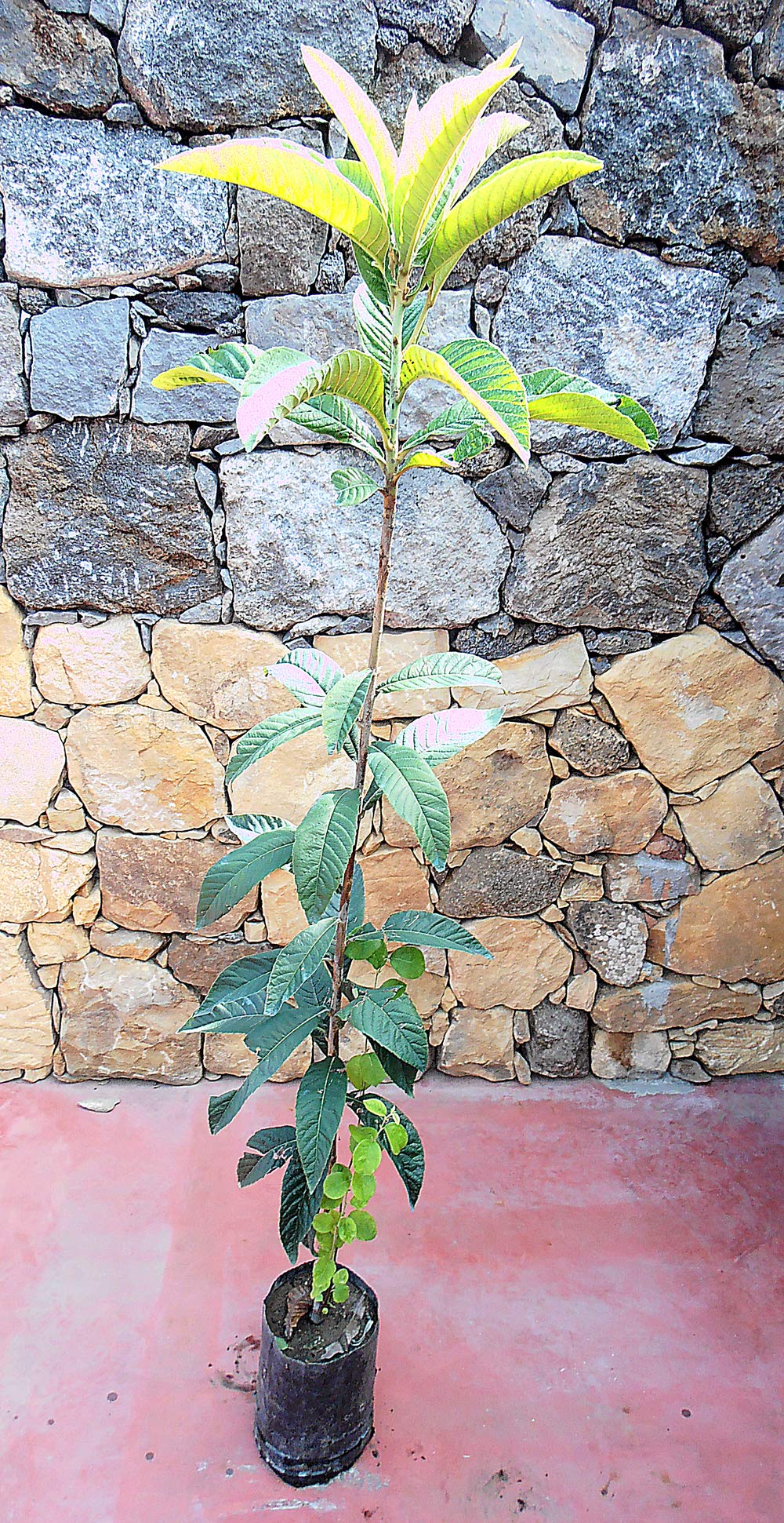 Pianta di nespole Albero nespolo del Giappone - Imballaggio speciale protettivo