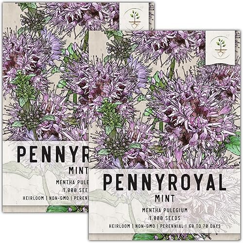 Seed Needs Pennyroyal - Semillas de hierbas de menta para plantar Mentha pulegium paquete individual de 1000 semillas cada una reliquia sin OMG y