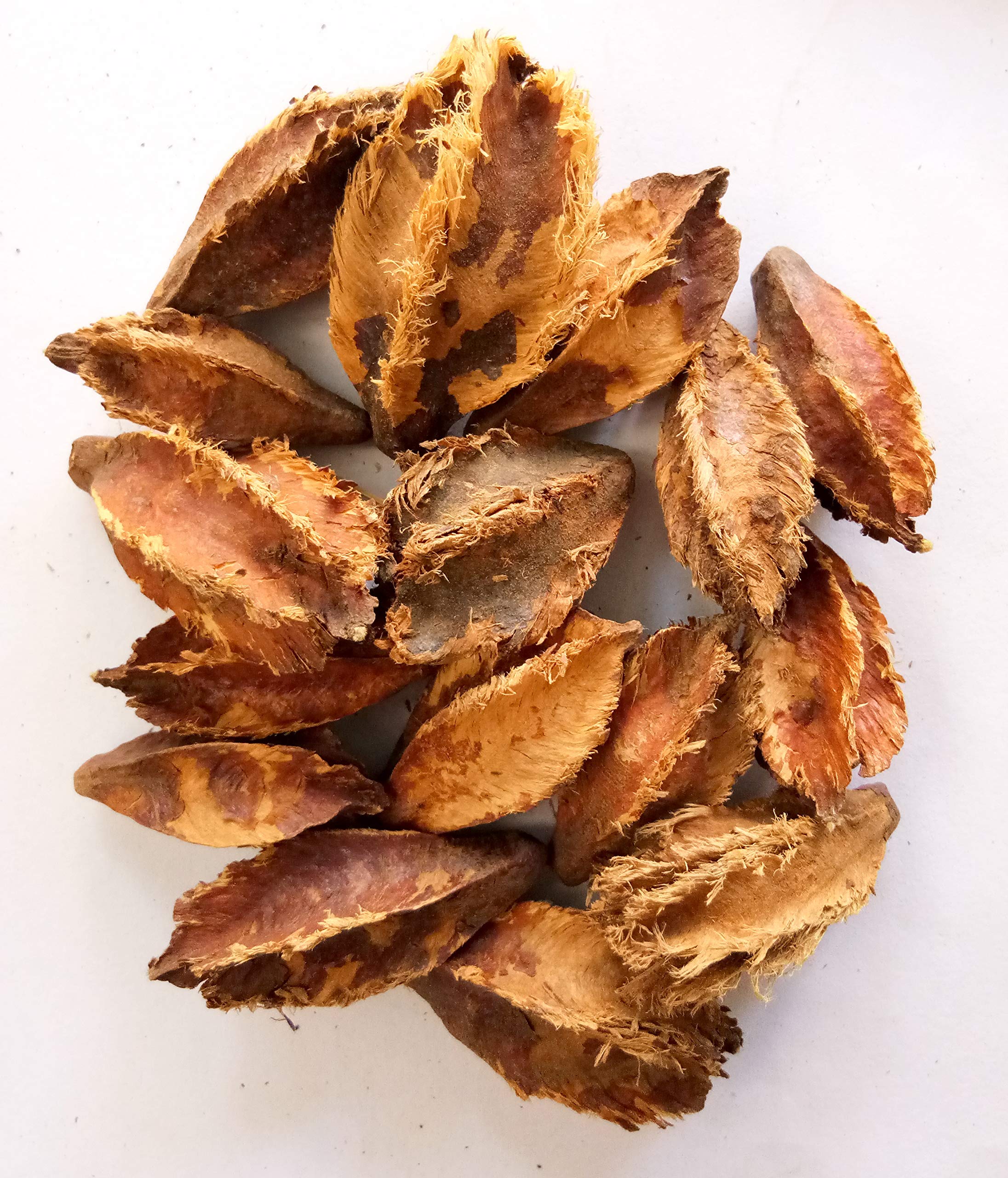 GREEN WORLD Arjuna/Terminalia Arjuna Tree Seeds (200 Seeds) (B07WSVHY8P) Amazon Price History, Amazon Price Tracker