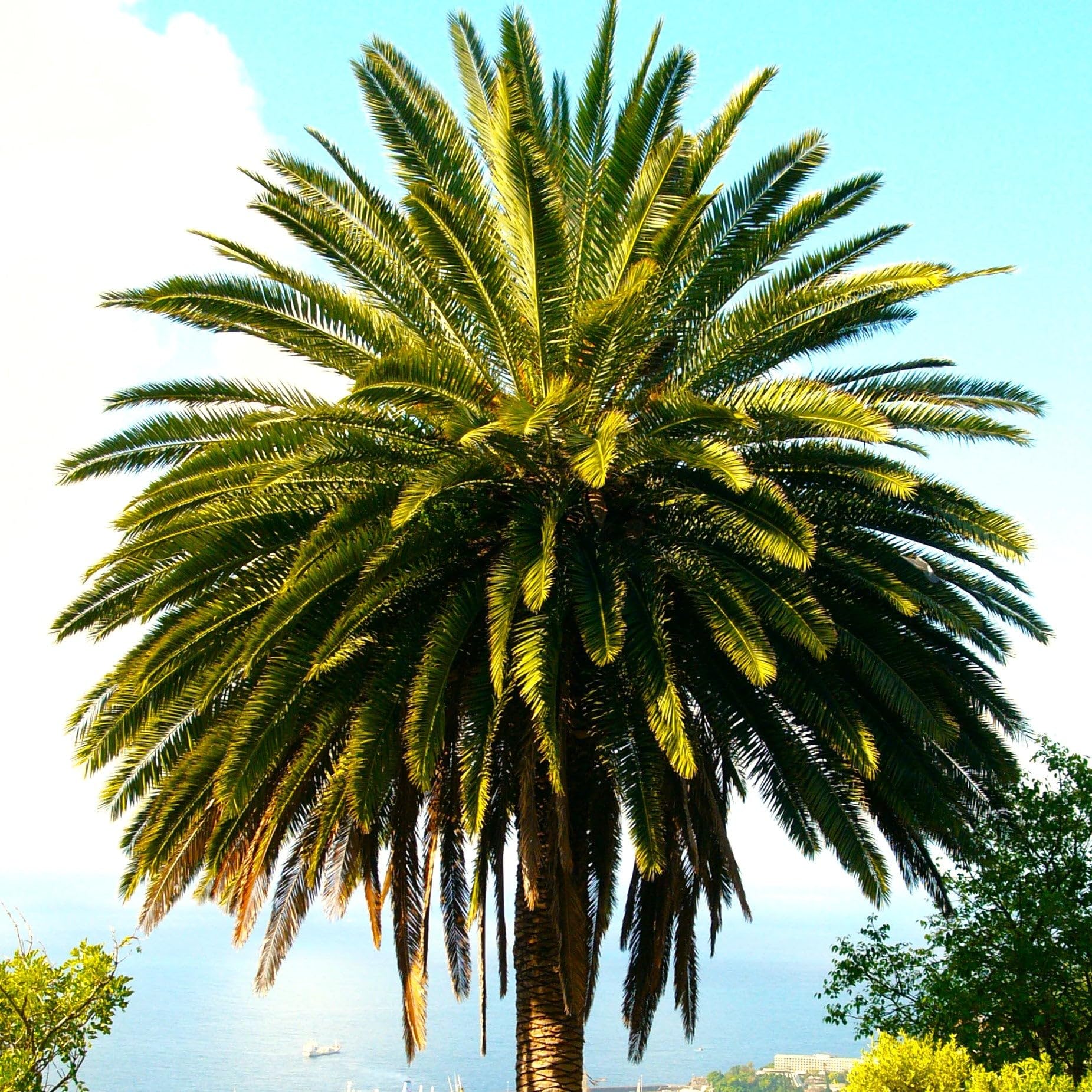 Amazon.com : TomorrowSeeds - Canary Island Date Palm Tree Seeds