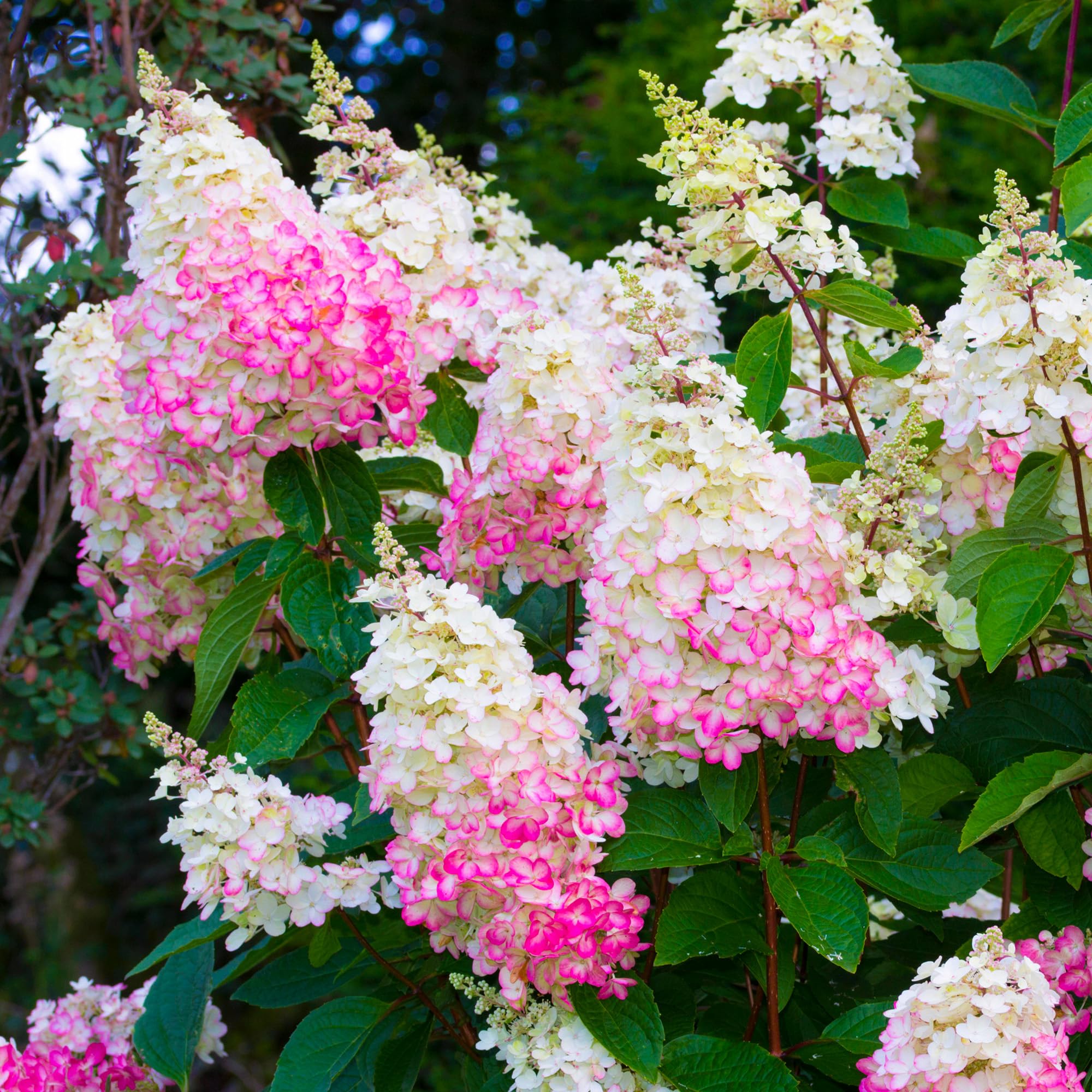 Hydrangea Paniculata Pinky Winky - Eye-Catching Hydrangea Plants for the Garden - Summer Flowering Shrubs Outdoor Garden Ready Hardy - Outdoor Plants for Beds, Borders, and Pots (3 litre pot, 40-60cm)