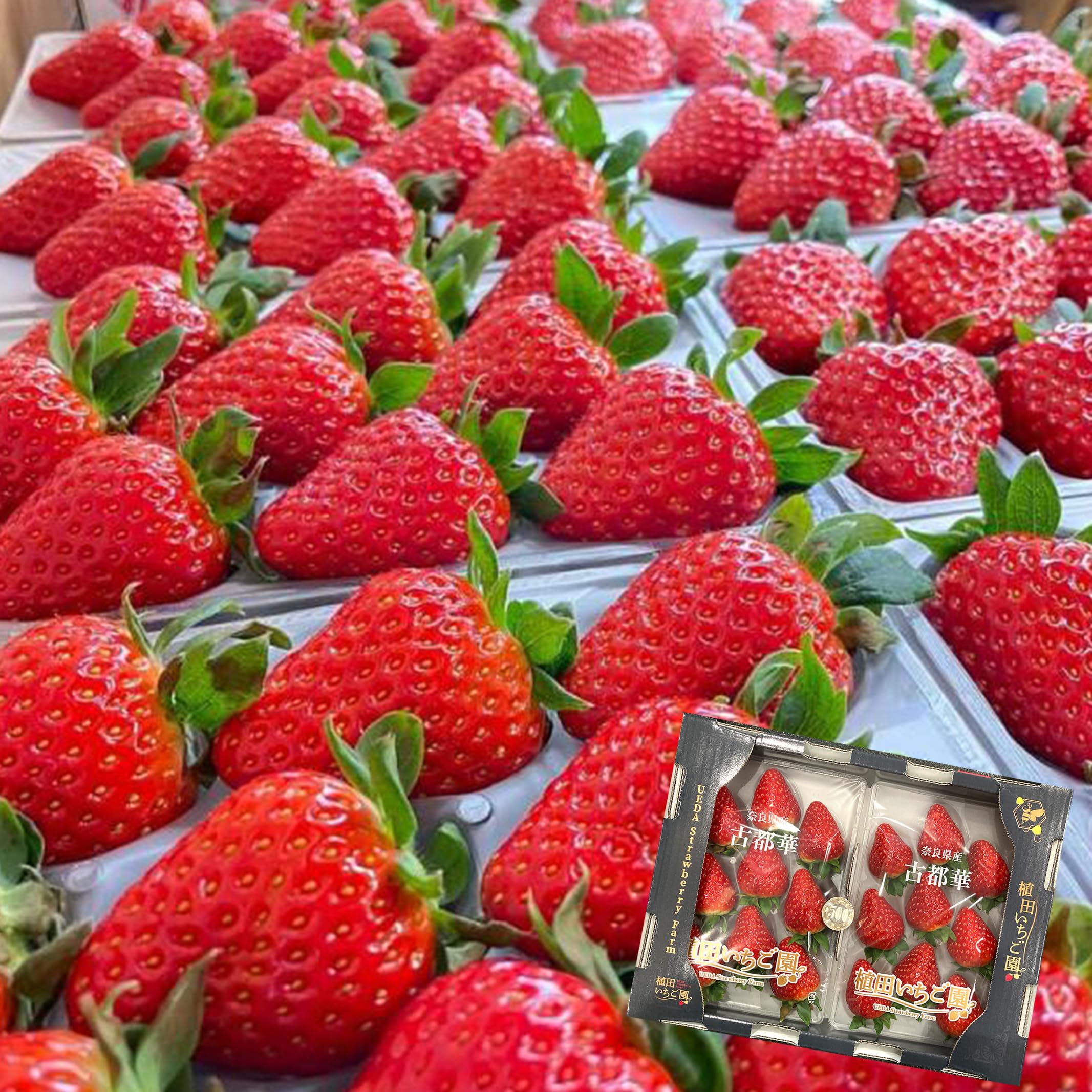 Amazon.co.jp: 美しいブランド苺 古都華 いちご 約500g 奈良県産【植田