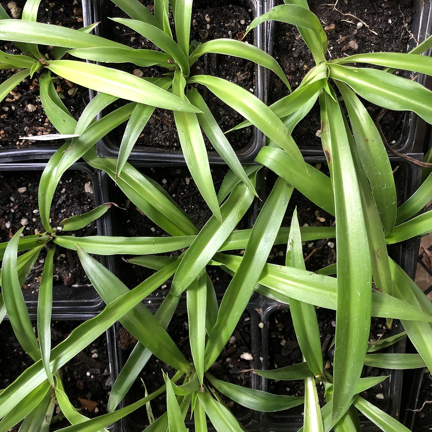 Shamrock Spider Plant (Chlorophytum comosum) 2.5 inch Pot - Non-Variegated, Solid Green Spider Plant - Air Purifying