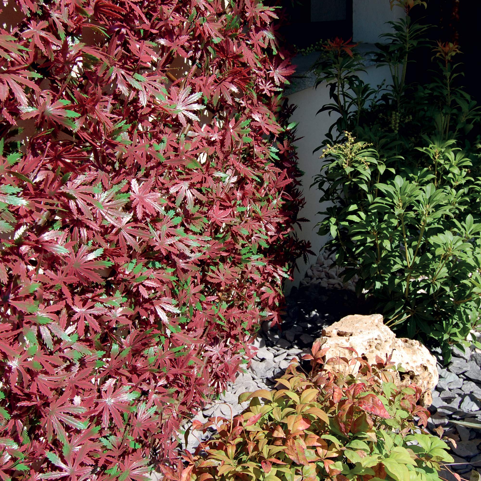 Tenax Haie artificielle avec feuilles treillis extensible en saule, Divy 3D X-Tens Red Acer, 1 x 2 m, rouge/vert