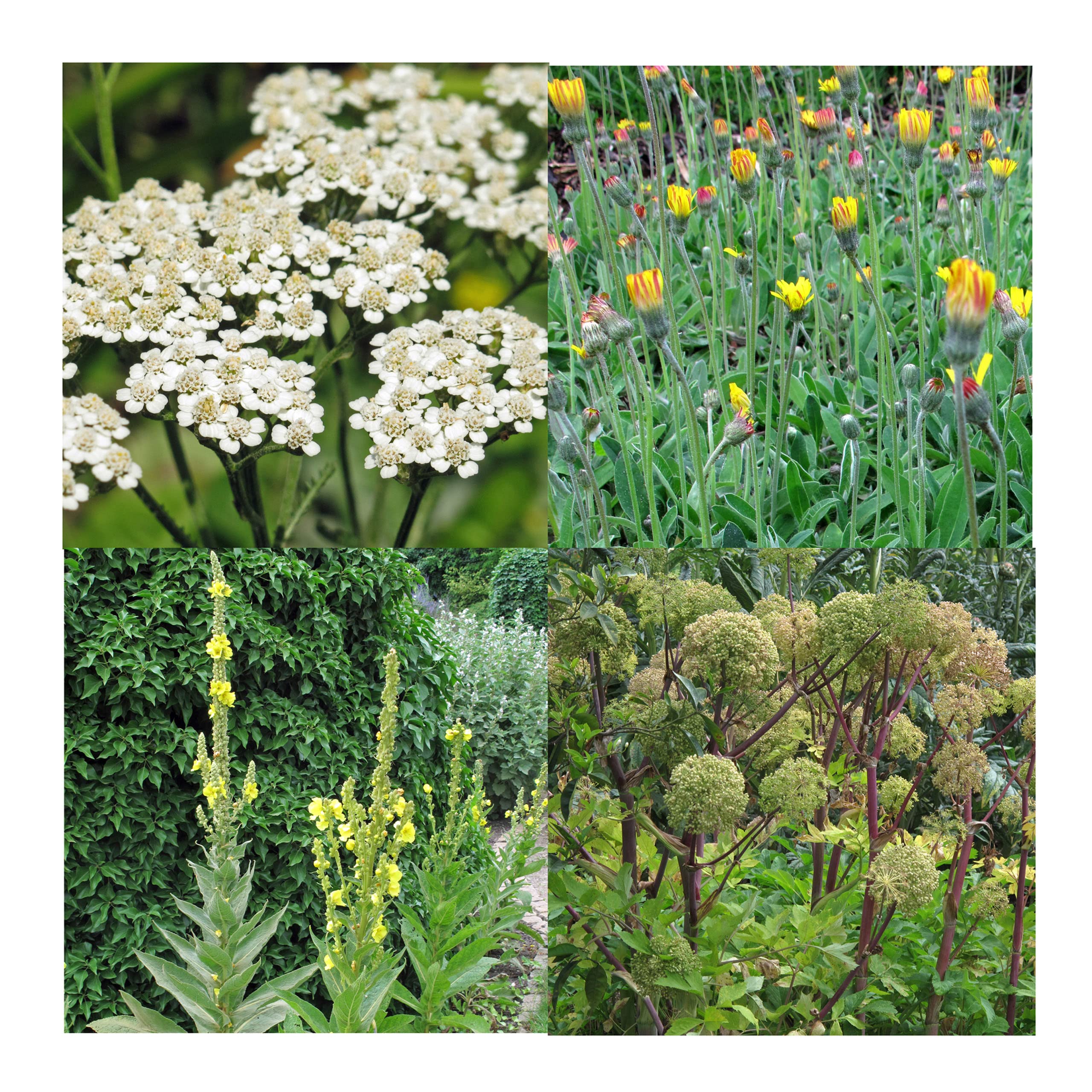 Plantes ancestrales énergétiques et protectrices bio - kit de semences 4 variétés magiques
