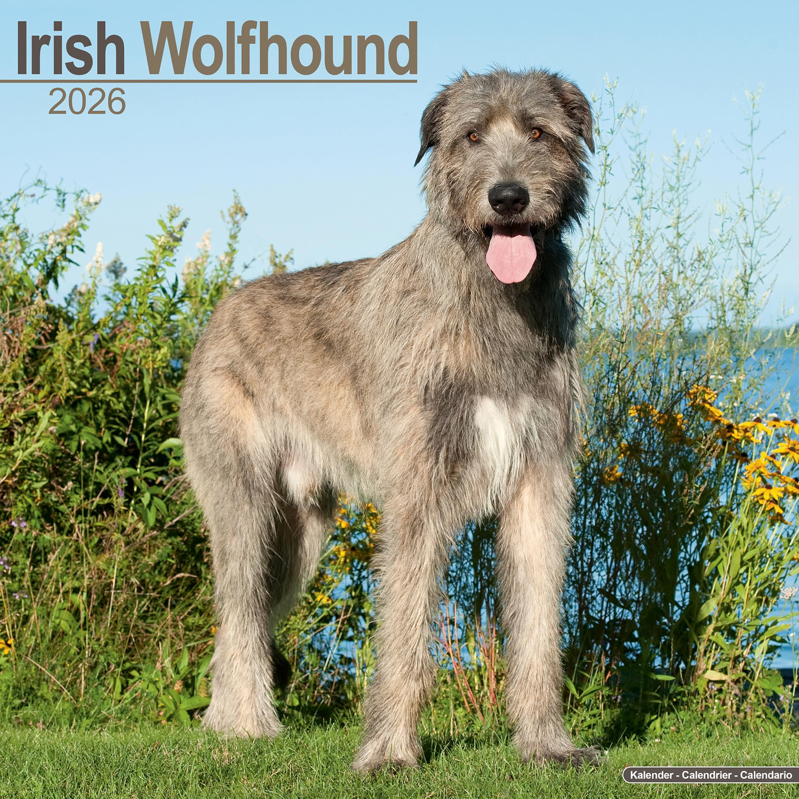 Irish Wolfhound 2026 Calendar | Square Wall Calendar | Dog Breed Gift | Plastic Free Packaging | by Avonside Publishing