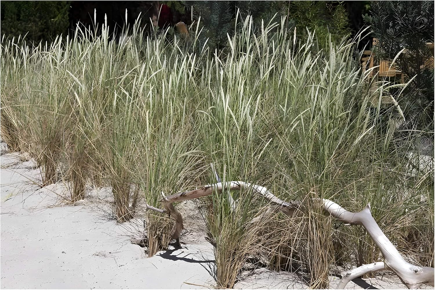 10 x Ammophila arenaria im 1 Liter Topf (Ziergras/Gräser/Winterhart