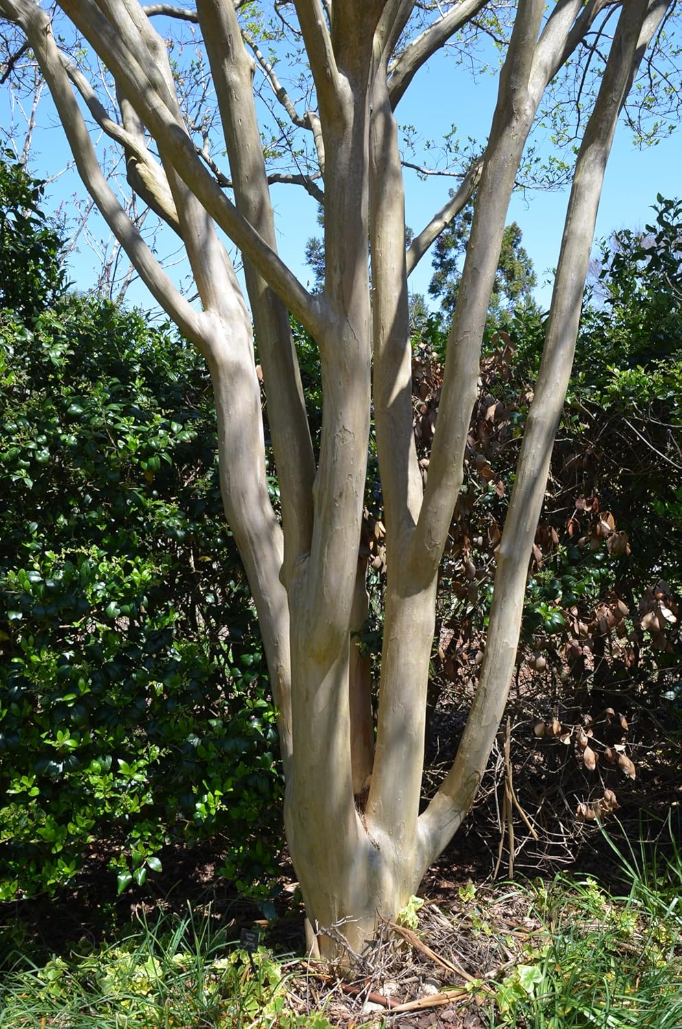 Royalty Crape Myrtle ~ Royal Purple Flowers in a Manageable Small Tree, Perfect for Small Yards or Hedges, Uncommon, Matures 10ft Tall & Wide, Ships 2-4ft Tall Well-Rooted in Pot with Soil