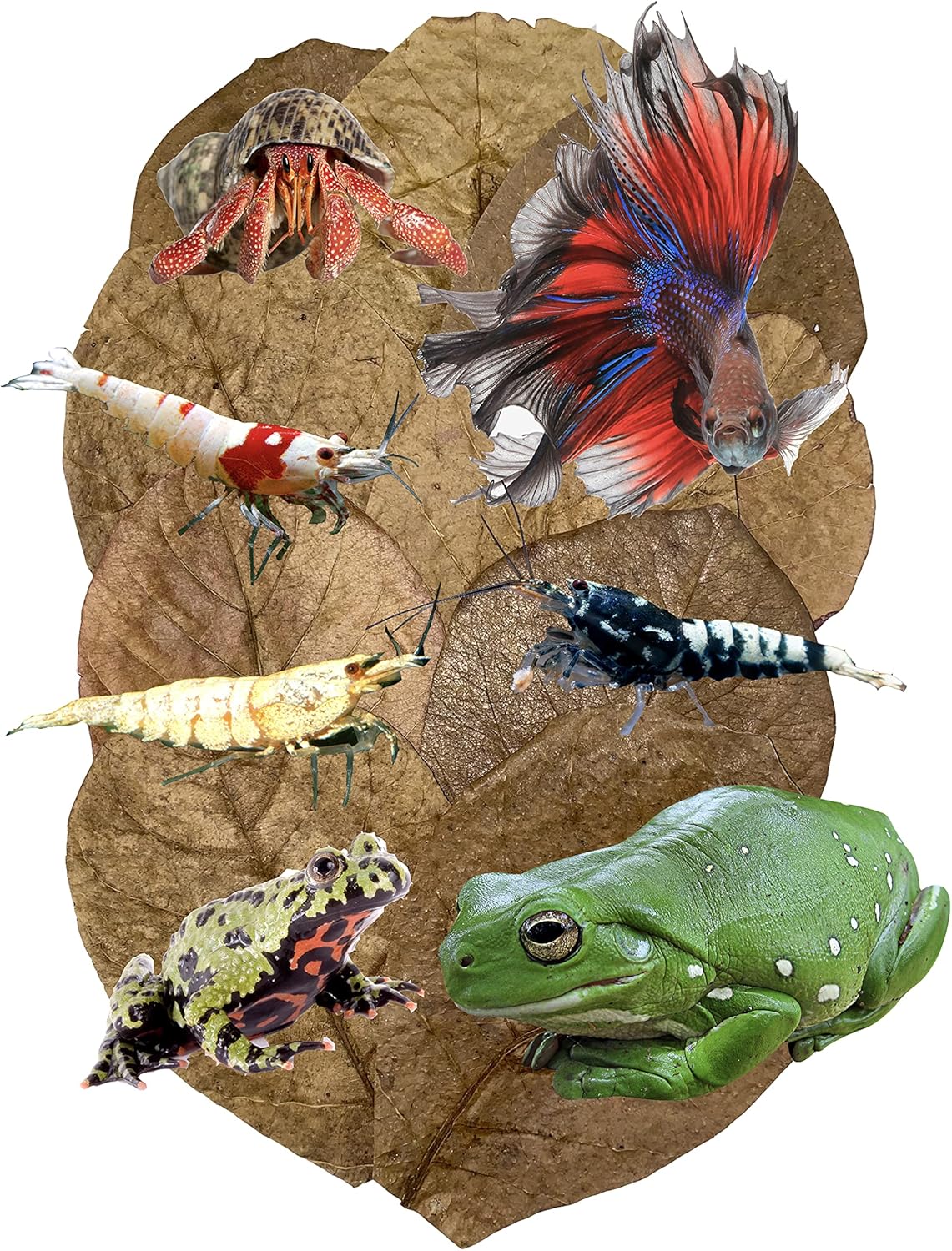 Awesome Aquatic Betta Shrimp Leaves 50 4"-6" Premium Catappa Indian Almond Leaves Aquarium Fish Shrimp Betta Tanks Blackwater Habitat Health Color Natural Habitat Tannin Improves Immunity