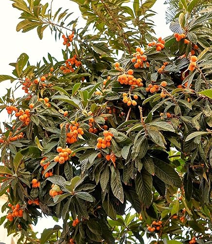 Miniatura 3 de TomorrowSeeds - Semillas de árbol de níspero - Más de 10 unidades - para plantar Eriobotrya Japonica Pipa china Biwa Bibasse Ciruela Nispero Fruta