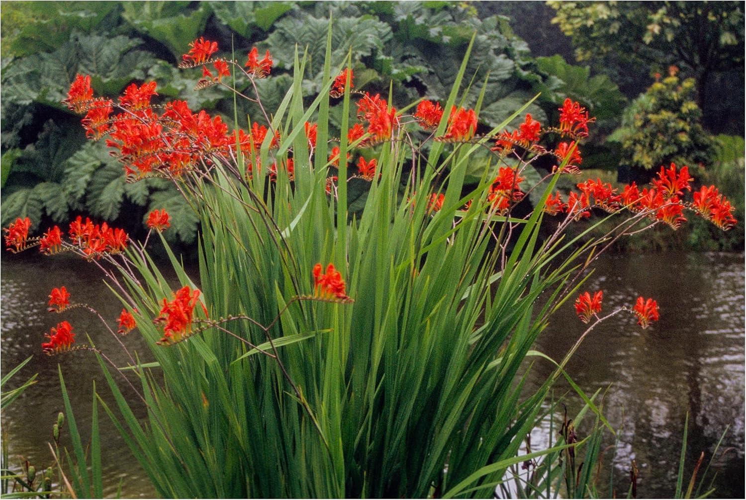 10x Crocosmia Lucifer Summer Flowering Bulbs Firey Stars Spring