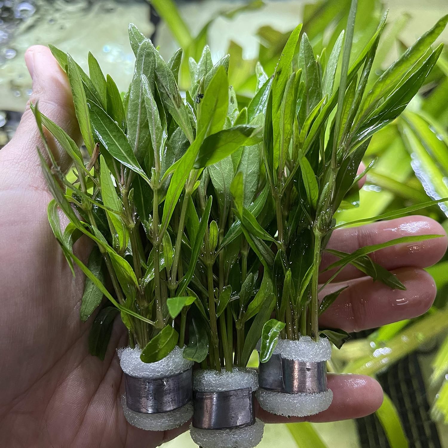 Greenpro 3 Bundles Hygrophila Corymbosa Live Aquarium Plants Package Freshwater Fish Tank