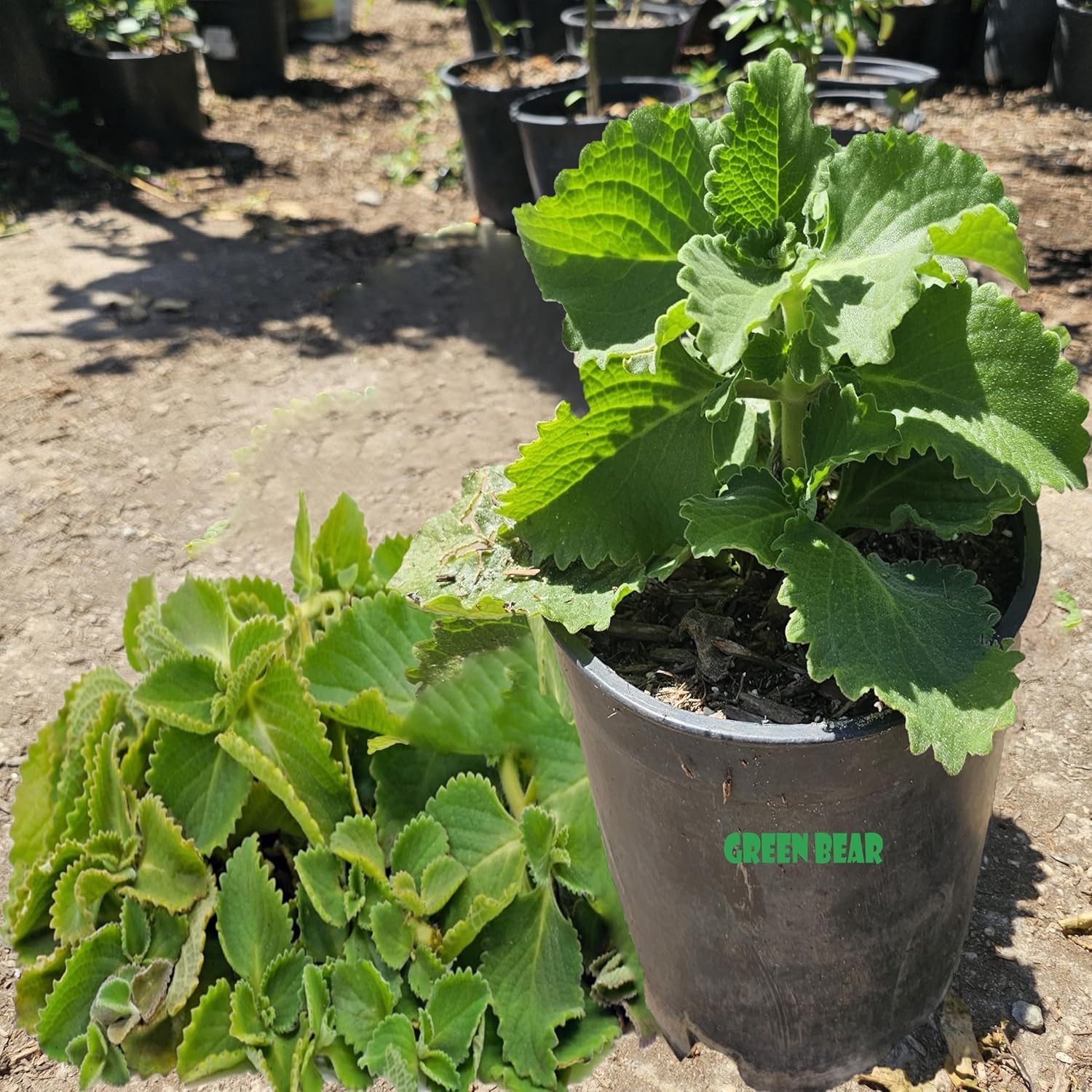 Live Cuban Oregano Plant, Also Knows as Broadleaf Thyme Herb, Potted Fresh Kitchen Garden Plant