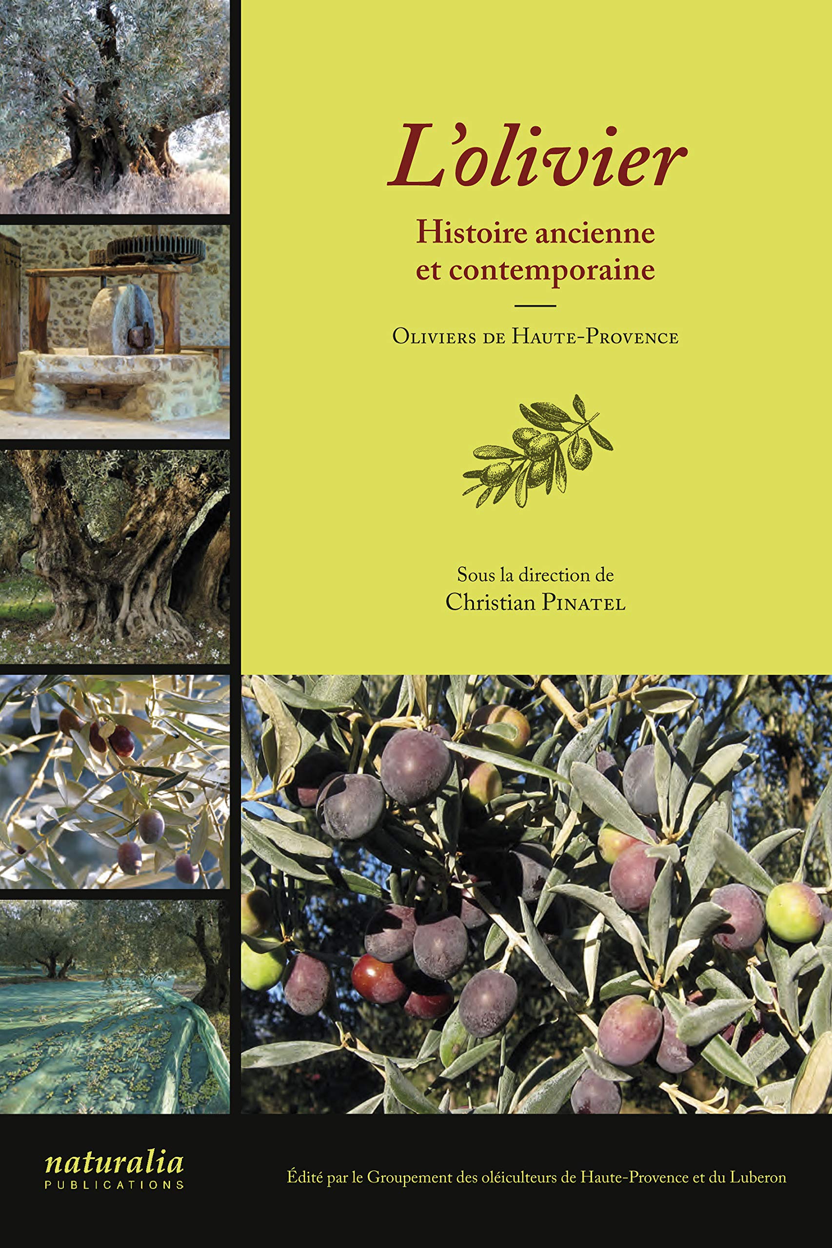 L'Olivier, histoire ancienne et contemporaine : livre oliviers de Haute-Provence
