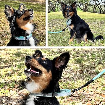 Pawtitas Customized Martingale Dog Collar Reflective Reflective Dog Collar Embroidered Personalized Name Phone Number Adjustable for Puppies Small Medium Large Size Dogs Small Black