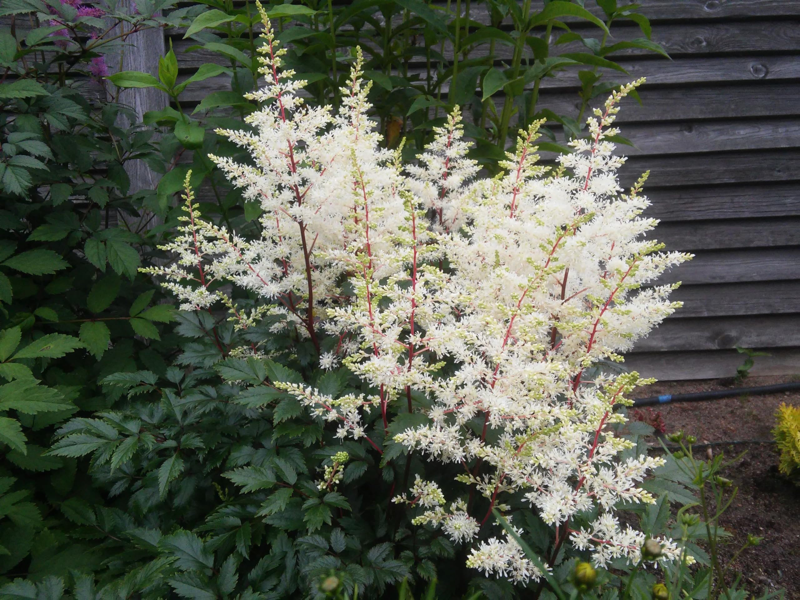 Stauden Gänge 10 x Astilbe arendsii 'Deutschland' Prachtspiere winterhart | Prachtspiere / Astilbe – winterharte Schattenstaude mit Blütenrispen, mehrjährig, bienenfreundlich, 9x9 cm Topf