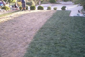 Pre-Mixed Grass Paint 32 Ounce Ready to Spray, No Mixing, 32 oz., Green