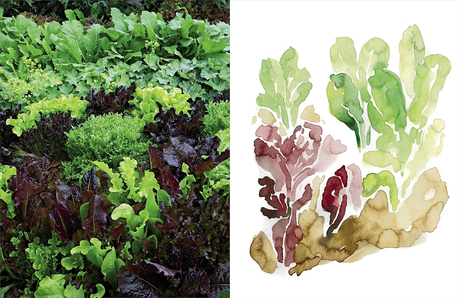 Becoming a Gardener: What Reading and Digging Taught Me About Living – A Beautifully Illustrated Personal Account of Literature and Landscape