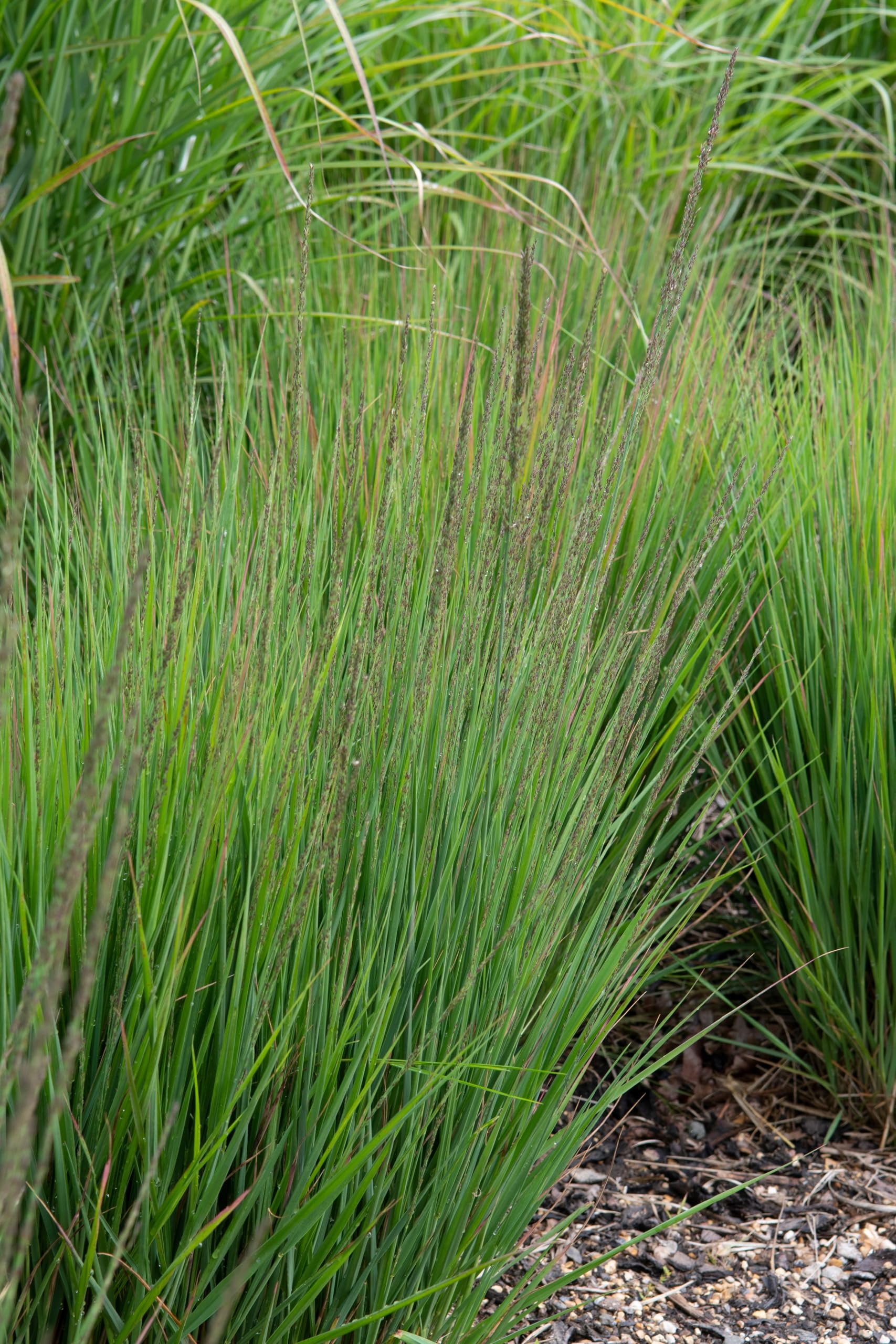 Stauden Gänge 10 x Molinia caerulea 'Moorhexe' Kleines Pfeifengras