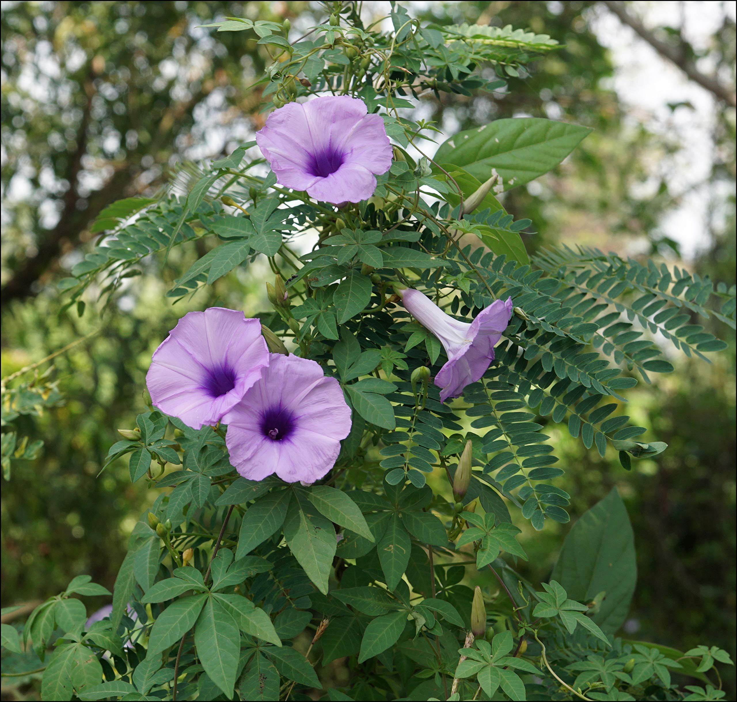 Golden Hills Farm® (AVG 50-500) seeds Ipomea Morning Glory seeds (B084NK3GQ3) Amazon Price History, Amazon Price Tracker