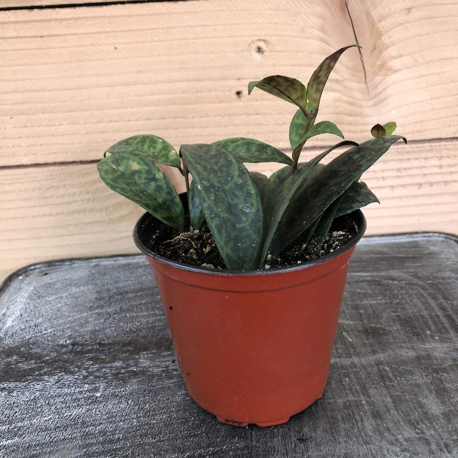 Aeschynanthus Lipstick Black Pagoda, 4" Plant Patio