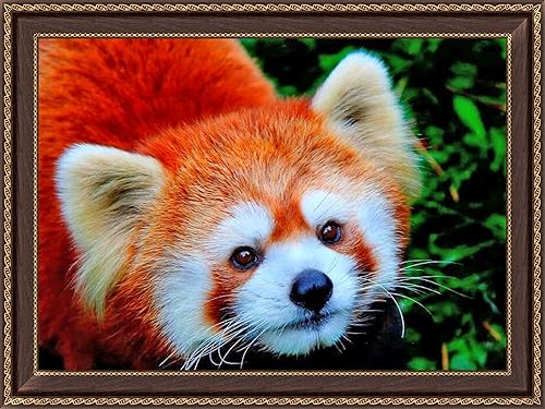 Miniatura 3 de BELLCAT - Pintura artística de diamante de panda rojo, kit de pintura de diamante 5D, cobertura completa, diamantes de imitación redondos, kit de