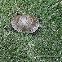 Vista 9 de Escondite de Llaves de Repuesto con Forma de Tortuga Decoración de Jardín Soporte Seguro para Patio Exterior Diseño de Tamaño Grande