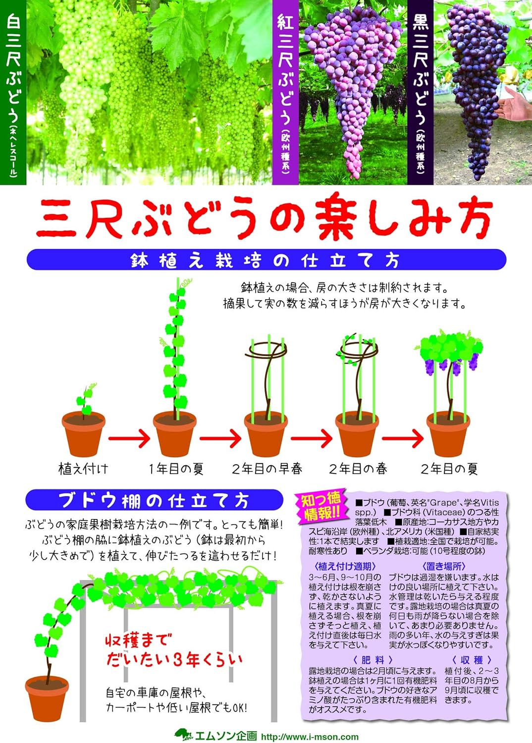 Amazon Co Jp ブドウ苗 紅三尺ぶどう 巨大房ぶどう 果樹苗 10 5cmポット挿し木苗 お買い物2個セット ポット苗なので年中植付け可能 落葉時期は葉がついていません Diy 工具 ガーデン Amazon Co Jp ブドウ苗 紅三尺ぶどう 巨大房ぶどう 果樹苗 10 5cmポット挿し木苗 お買い物2個セット ポット苗なので年中植付け可能 落葉時期は葉がついていません Diy 工具 ガーデン