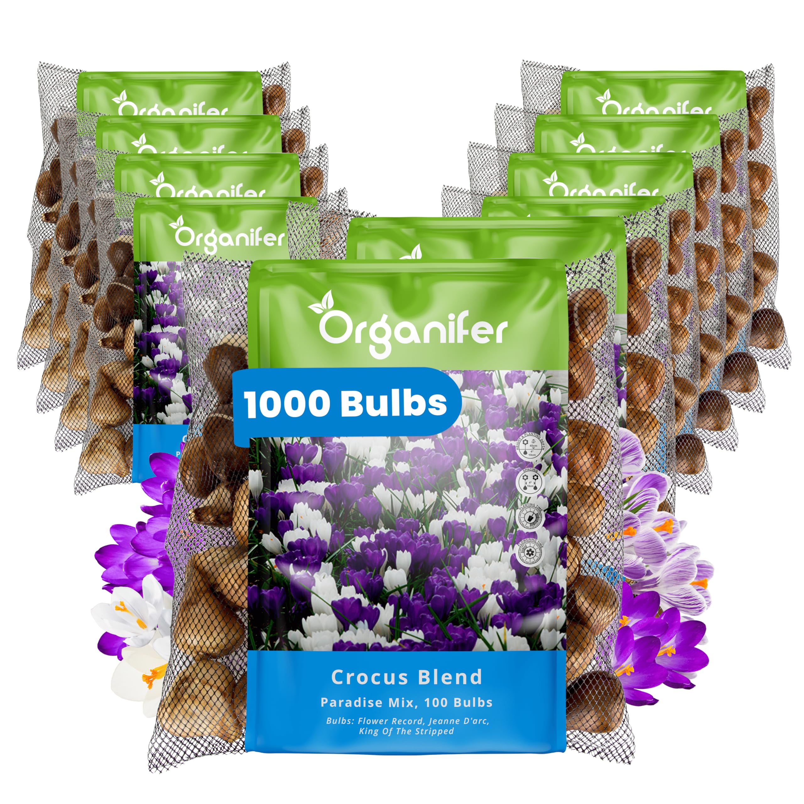 1000 Großblumige Krokuszwiebeln