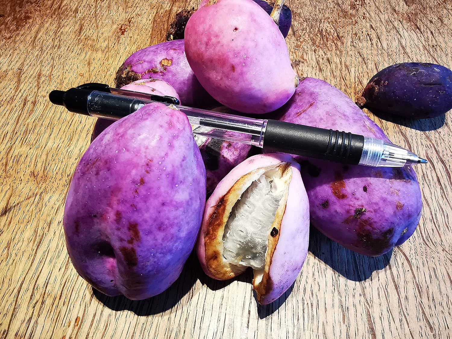 Chocolate Vine, Akebia trifoliata, subtly Scented, Dark Violet Flowers, Rarely Offered, Great