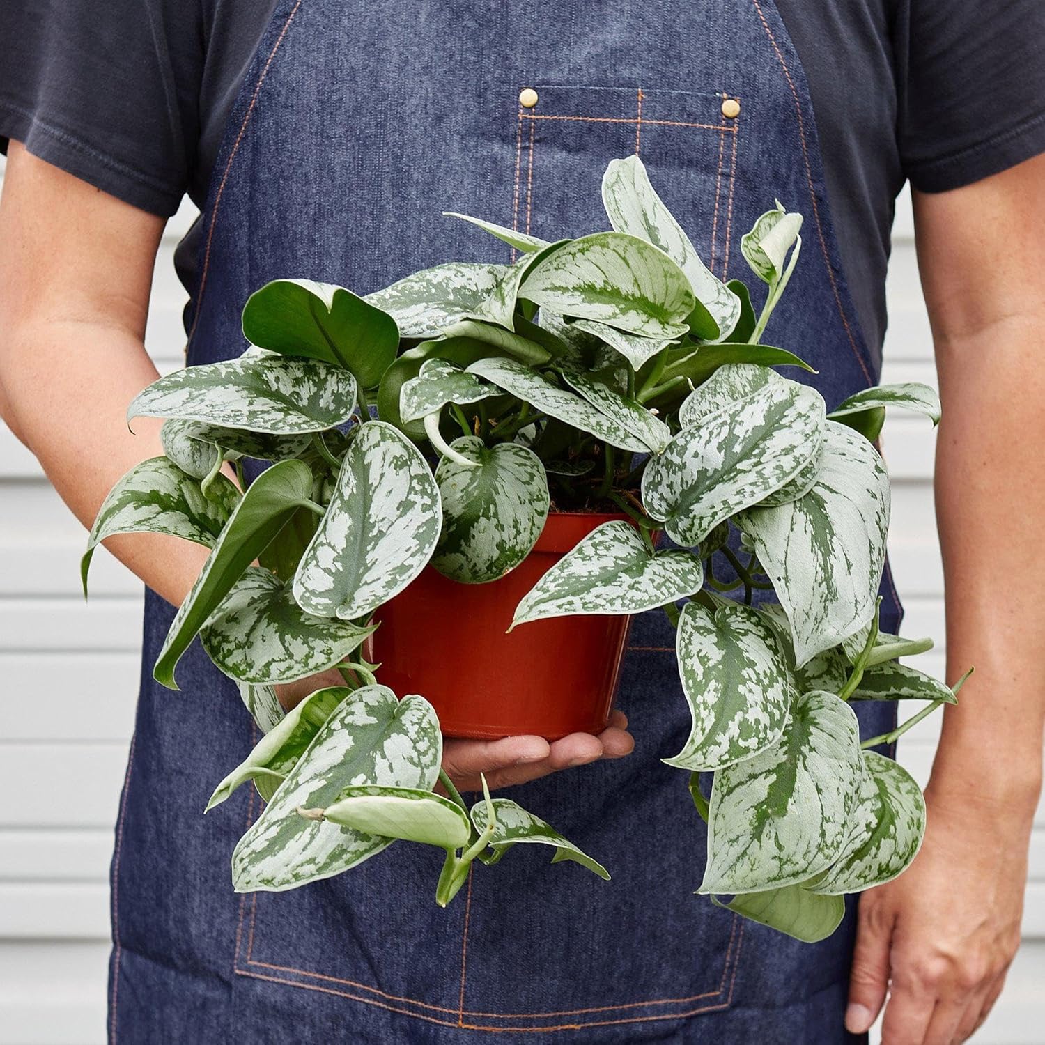 Scindapsus Pictus 'Exotica' | Live Plant for Indoor & Outdoor | for Living Room, Office, Bathroom | (6" Pot)