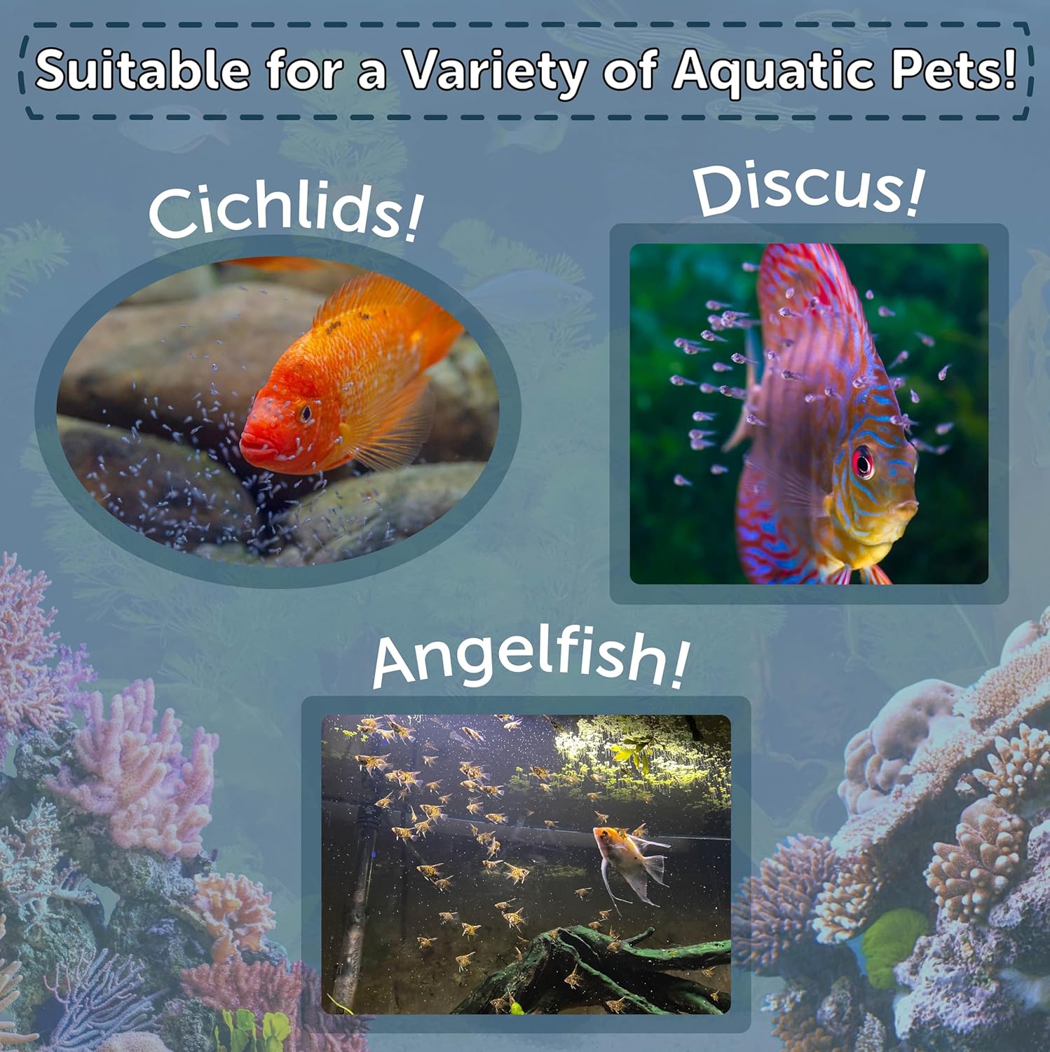 Aquatic Foods Inc. Brine Shrimp Artemia Eggs, Premium Grade 90% Hatch Rate from The Great Salt Lake, Utah, USA. - 400 Grams