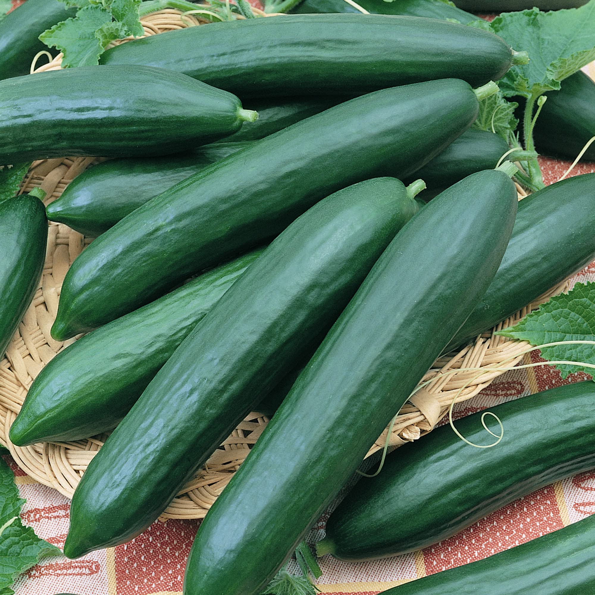 【cucumber】 7164CRUXoNL._UF350,350_QL50_.jpg