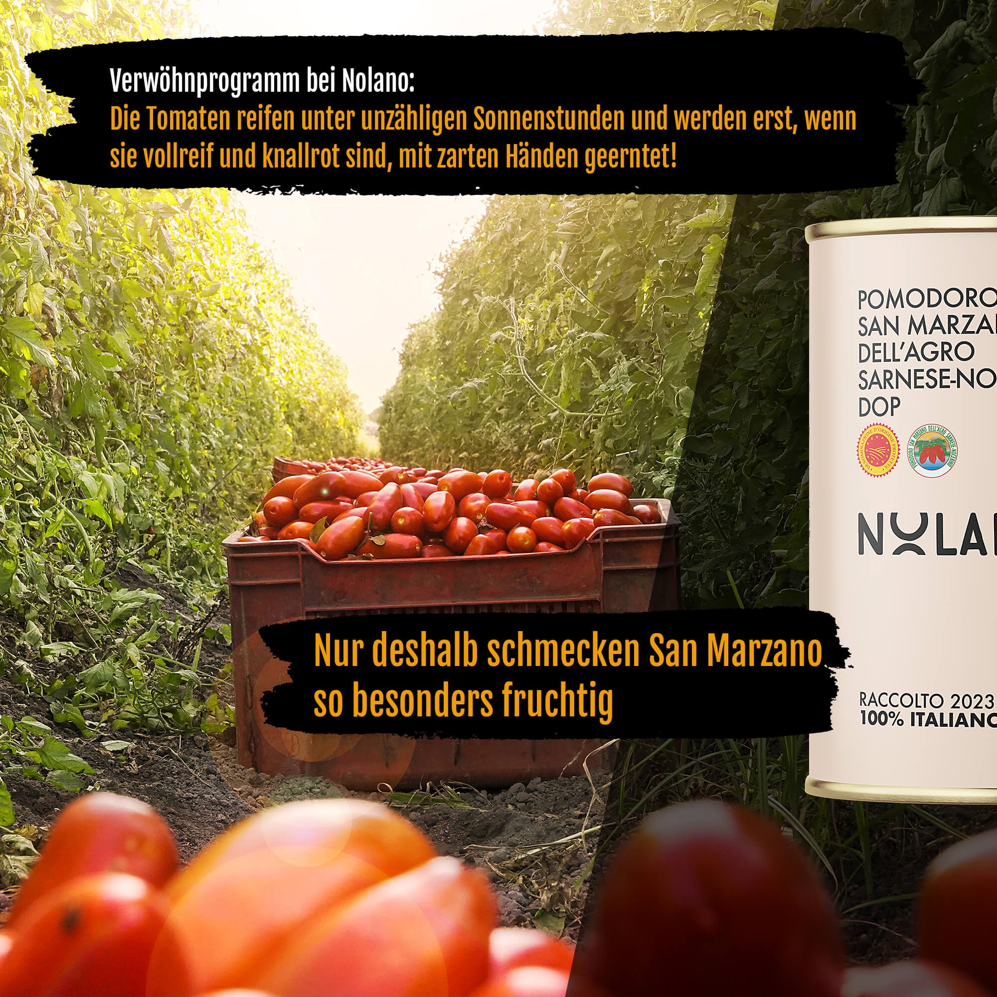 NOLANO San Marzano Tomate Dose DOP ganz & geschält Pizzatomaten 12x 400g