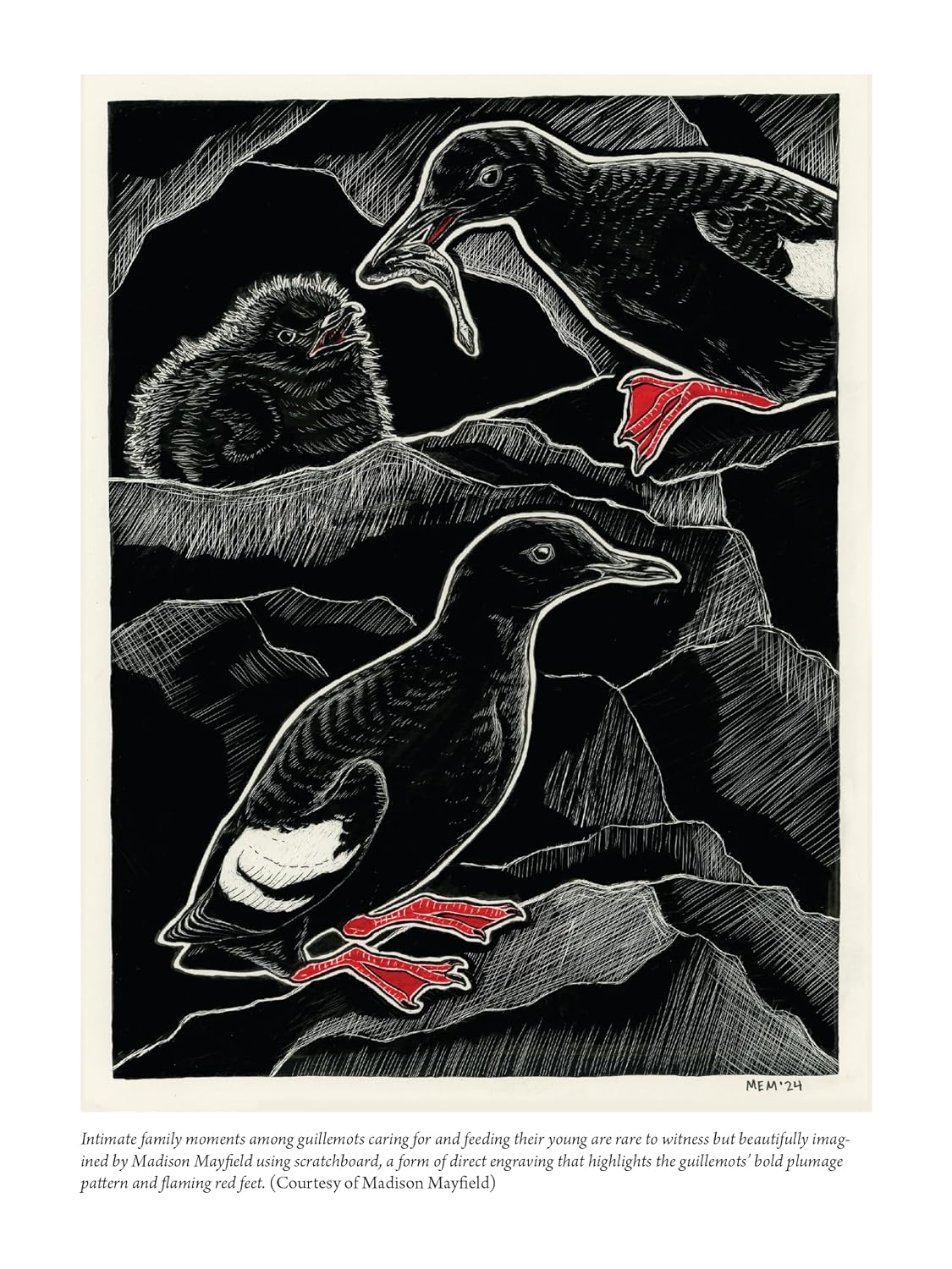 The Bird with Flaming Red Feet: Seasons with an Uncommonly Common Seabird