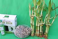 Vista 1 de LUCKY BAMBÚ SET DECORACIÓN RIVER ROCK y SUPER VERDE PLANTA ALIMENTOS