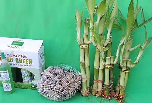 LUCKY BAMBÚ SET DECORACIÓN RIVER ROCK y SUPER VERDE PLANTA ALIMENTOS