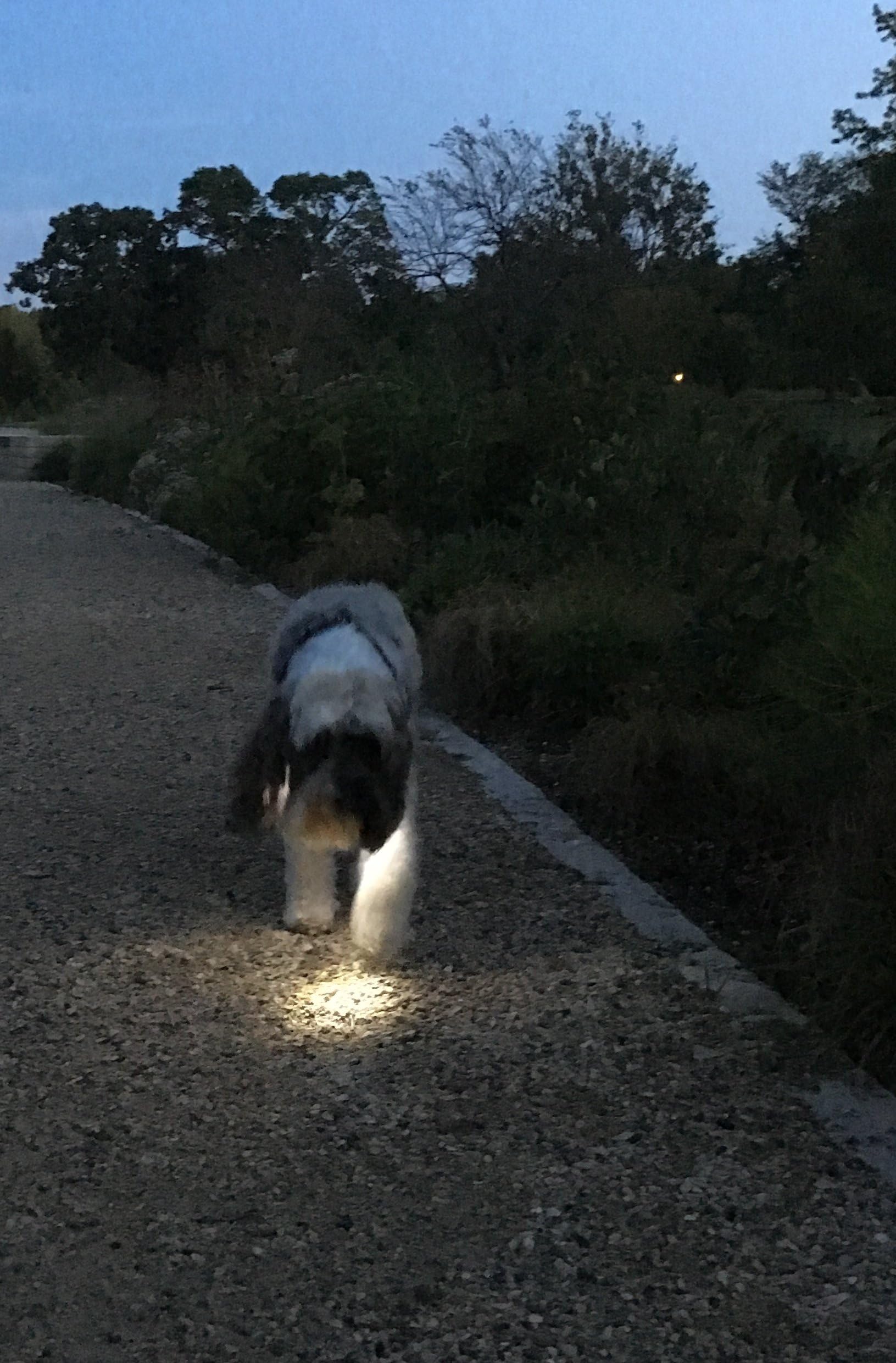 Daisy Dog Light (Red)