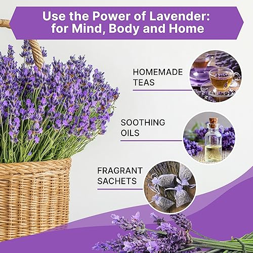 Miniatura 4 de Organo Republic Paquete de 3 Semillas de Lavanda Inglesa 7.50G - Más de 6600 Semillas de Lavanda Reliquia Sin OMG para Plantar en Paquetes de