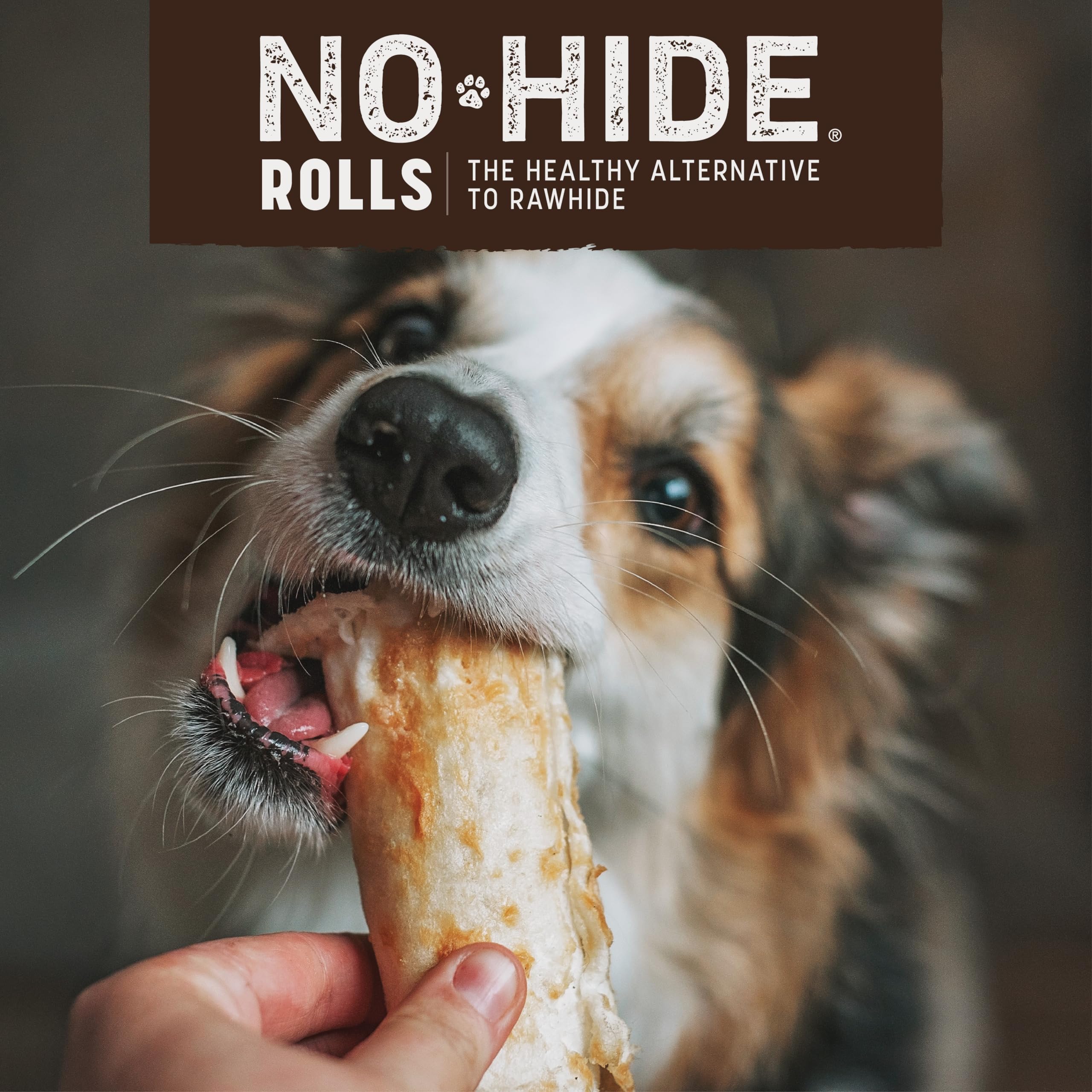 Earth Animal Piccole ossa da masticare per cani No Hide Stix con salmone naturale e senza pelle, ossa da masticare a lunga durata | Dolcetti per cani piccoli (confezioni da 1)