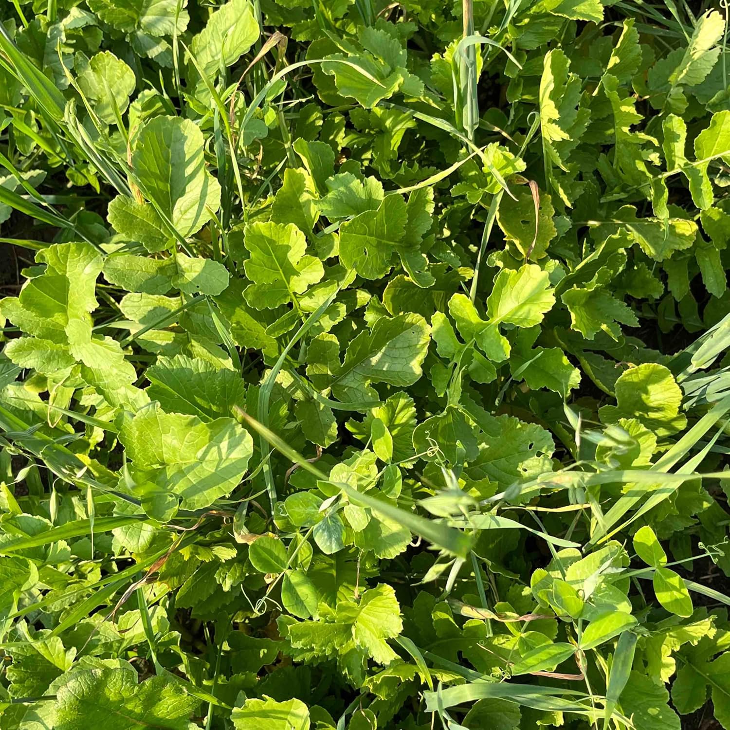Fast Forage Food Plot Seed Mix, 1/4 Acre, Winter Peas, Whitetail Forage Oats, Winter Rye Grain, Radish, Hybrid Brassica, Kale, Throw and Grow