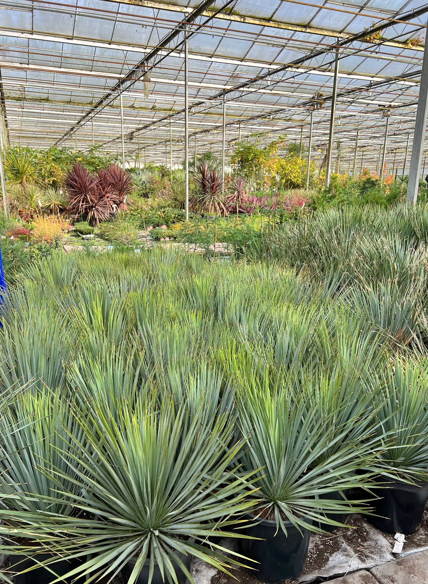 Palmenlilie - Yucca rostrata - Blaublättrige Yucca - Gesamthöhe 50-70 cm - Topf Ø 26cm [7886]