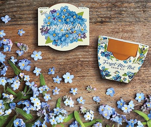 Miniatura 5 de BUZZY Mini macetas de cultivo de terracota para adultos y niños  Daydream Forget-Me-Not Flower  Estuche de 12 unidades  Los mejores regalos de