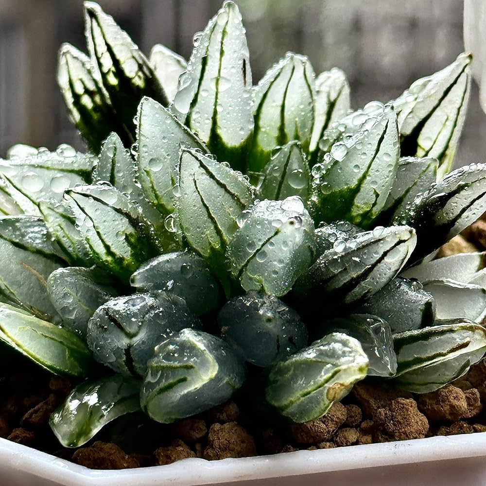 Amazon｜多肉植物 観葉植物 ハオルチア ハオルシア アトロフスカ